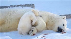 俄學者訪台  將合拍北極熊紀錄片俄羅斯科學院西伯利亞分院冰凍圈生物研究所長奧克洛普柯夫訪台，未來將合作前進熊島群島拍攝北極熊紀錄片。俄科院研究員魯斯蘭也提供北極熊現況照片與案例資料。（Ruslan Kirillin提供）中央社記者黃旭昇新北傳真  108年5月4日
