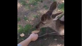 奈良厭世鹿群（圖／翻攝自推特）