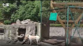 狼,狗,中國,武漢,動物園　（圖／翻攝自澎湃新聞）