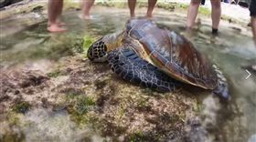 小琉球,美人洞,海龜,保育類,魚叉（圖／翻攝自小琉球聯盟臉書）