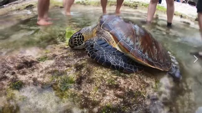 太惡劣！小琉球海龜遭魚叉刺穿身亡