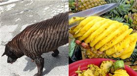 「螺旋狀」剃狗毛。（圖／翻攝自「米克斯傳奇」社團）