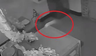 尾巴空中飛　虎爺「顯靈」玩嗨全都錄