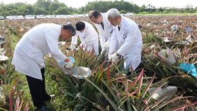 大林慈濟醫院,鳳梨,鳳梨田