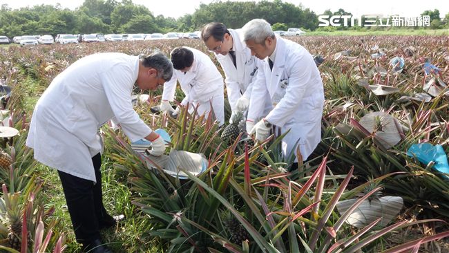 不怕禁忌　這醫院竟在院內闢地種鳳梨