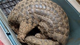 桃園,蘆竹,穿山甲,保育類,鯪鯉