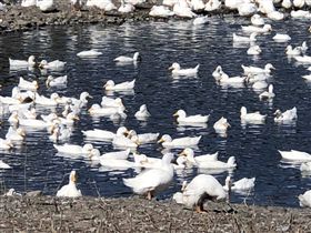 一鴨九吃顛覆想像！烤鴨夾進菠蘿包、鴨蛋布丁滋味驚艷！
華泰王子飯店 九華樓 主廚李康寧 燒臘師傅馮秋良