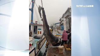 全球不到百尾！漁民捕獲稀有巨口鯊