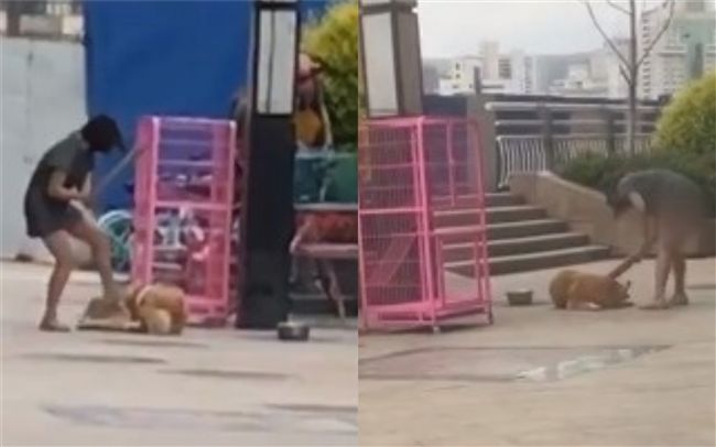 冷血女持木板暴打！秋田犬趴地悲鳴
