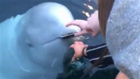 手機,挪威,海,iPhone,白鯨　（圖／翻攝自Isa IG）