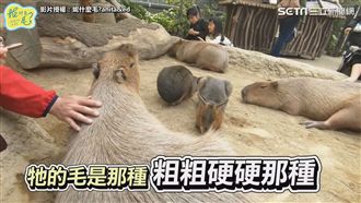 關西人氣動物園！零距離接觸萌翻網友