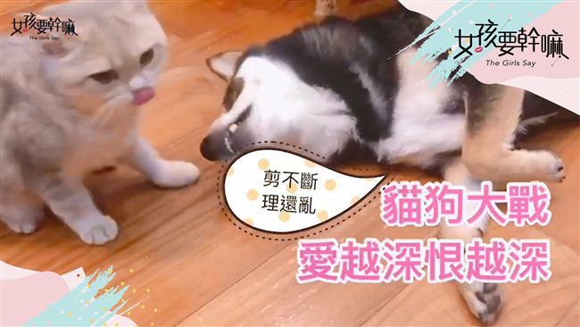 【現場直擊】貓狗大戰！愛越深恨越深
