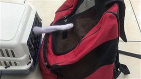 色狼伸出鹹豬手時有耳聞，但是「鹹貓手」你看過嗎？日前就有網友在臉書社團《貓咪也瘋狂俱樂部》中貼出一張照片，表示自己帶著愛貓在等看醫生，沒想到隔壁的籠子裡卻有一隻白貓，不斷伸出手想要摸自家的小橘貓，讓她驚呼原來是「鹹貓手」現身！（圖／翻攝自臉書貓咪也瘋狂俱樂部）