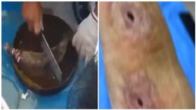 大陸,廣東,殺魚,傷口,海洋分支桿菌,黑洞（圖/翻攝自微博）