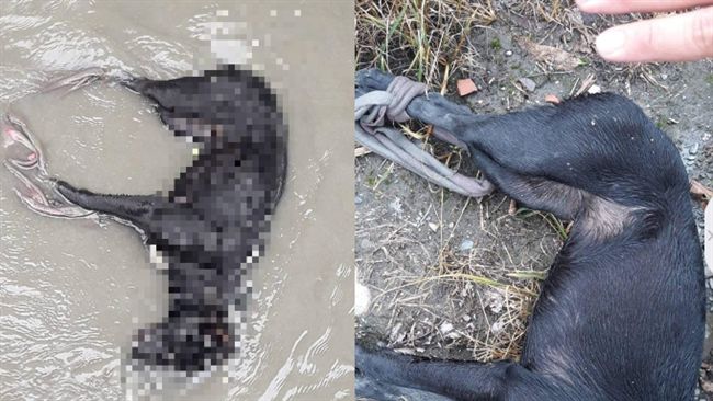 黑狗遭綁手腳慘死水溝　網：會有報應