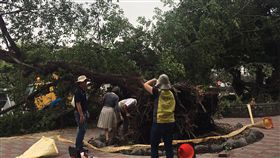 鋪磚增闢休閒空間 反害國小百年老榕樹倒伏屏東市民和國小校內一棵老榕樹7日凌晨突然倒伏，經屏東科技大學植物醫學系成員實地會勘，發現老榕樹因周邊鋪設連鎖磚，造成棲地不良，妨害根系呼吸導致真菌感染才會倒伏。中央社記者郭芷瑄攝　108年5月7日