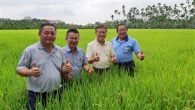 屏東部分水稻因降雨倒伏 農糧署籲勿搶收屏東部分地區水稻因降雨出現倒伏情形，農糧署南區分署長姚志旺（左2）6日邀集屏東縣水稻育苗技術改良協進會、屏東縣米穀公會等前往田區瞭解水稻生長情形，籲農民不要搶收稻穀。（農糧署提供）中央社記者郭芷瑄傳真 108年5月6日