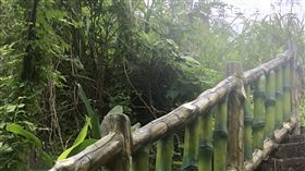 廖女將兒子埋在富德公墓階梯旁的樹叢（翻攝畫面）