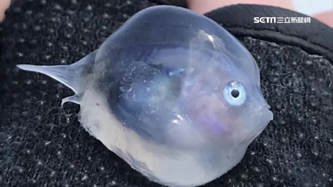 鮪魚肚藏「謎樣生物」！真實身份揭密