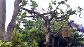 台東又見光頭樹 樹的理髮師看了心哭泣台東市民運動的舊鐵道步道，兩旁大葉欖仁樹被修剪得光禿禿，台東縣政府表示，大葉欖仁太茂密，妨礙其他樹木成長。中央社記者盧太城台東攝　108年5月4日