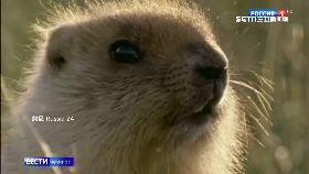 吃土撥送命1600.