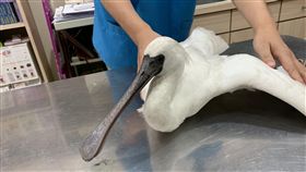 花蓮溪出海口黑面琵鷺 2隻疑似染病癱瘓過境花蓮溪出海口的18隻黑面琵鷺，8日有民眾察覺其中2隻癱瘓在沙洲上，目前已送往動物醫院急救，並採樣檢驗癱瘓原因。（民眾提供）中央社記者盧太城花蓮傳真　108年5月8日