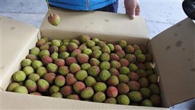 暖冬減產9成 恆春玉荷包2顆價抵1便當屏東恆春地區的玉荷包荔枝今年因暖冬減產9成，物以稀為貴，首批採收的玉荷包在台北市場拍賣價1公斤新台幣750元，平均1顆約30元。（恆春鎮農會提供）中央社記者郭芷瑄傳真　108年5月8日