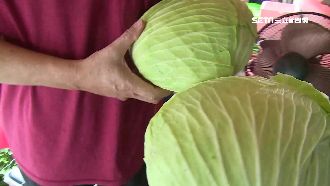 天價！高麗菜價狂飆　一顆2百民眾悶