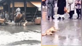 孤城閉爆虐狗／微博