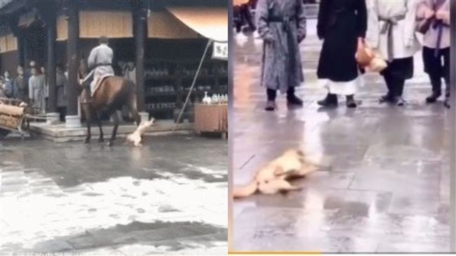 中國劇組爆虐狗！遭狠踹癱軟倒地不起