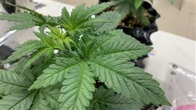 刑事局,大麻,毒品危害防制條例,新北。呂品逸攝