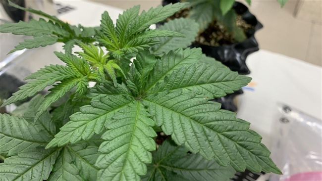 毒販「派牠」運大麻到監獄…還差點成功了