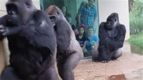 大猩猩躲雨。（圖／翻攝自Brooke Hunsinger FB）