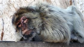 （圖／Pixabay）巴巴利獼猴,Barbary macaques