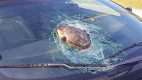 烏龜天外飛來砸破車輛擋風玻璃。(圖/翻攝自YouTube)