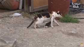 影／母貓漁網纏身忍痛餵奶　小貓被勾住「無力掙扎」超心酸
圖／翻攝自Kritter Klub YouTube
https://www.youtube.com/watch?v=PBwGwwJrGj8&feature=player_embedded