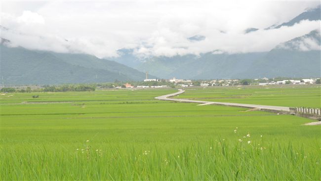 雨後天晴　台東農改場籲加強病害防治