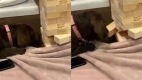 拉不拉多玩疊疊樂。（圖／翻攝自IG）