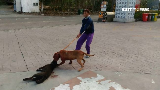 易為護地盤咬傷人　獸醫曝比特犬特性