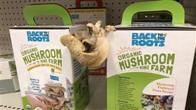 商品,香菇,香菇種植包,Dcard　圖／翻攝自Dcard