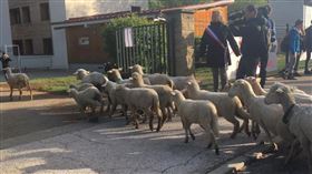 阿爾卑斯山綿羊入學。（圖／翻攝自 bleu_isere 推特）