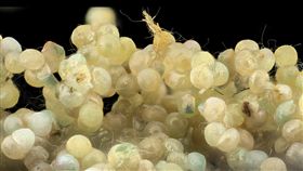 農業害蟲「秋行軍蟲」
https://www.flickr.com/photos/usgsbiml/15936628061/in/photolist-qhgoik-fPmC7M-AvMn4p