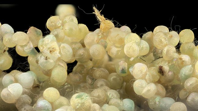 豬瘟還沒落幕…「無敵害蟲」肆虐中國