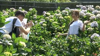 五月限定繡球花海！母親節民眾搶打卡