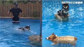 毛孩游泳對比。（圖／許嘉恩授權提供）