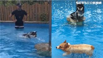 黑柴游泳心驚驚！短腿基霸氣「挑釁」