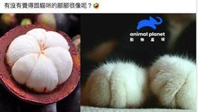 山竹，貓咪，腳。翻攝臉書動物星球頻道(台灣)