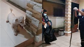 貴賓犬,泰國,狗,巨蟒,蛇,警消,夥伴,救援,忠犬,　圖／翻攝自TNEWS