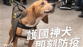 米格魯,非洲豬瘟　圖／翻攝自蔡英文臉書