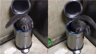 倒頭栽貓屁股現「人臉」！網友全嚇呆